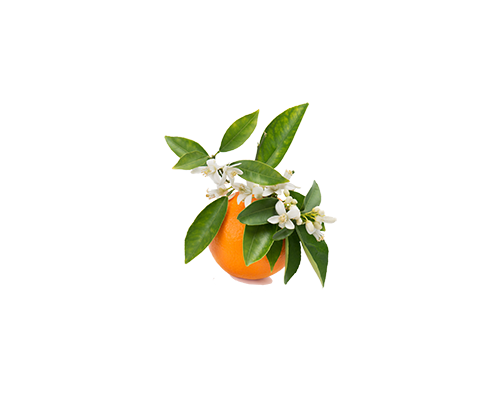 ORANJ Blossom