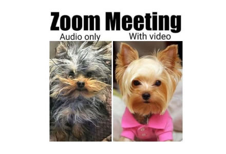 Zoom meeting audio only or with video